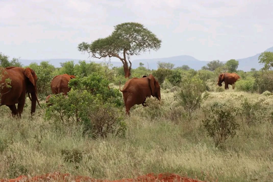 Samburu